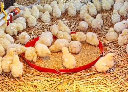 Govt To Distribute 3m Birds Under ‘Nkoko Nkitinkiti’ Programme In November 