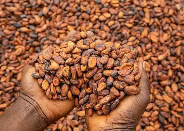 COCOBOD Pushes For 10-Year Jail Term, Special Tribunal To Fight Cocoa Smuggling